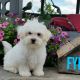 Maltese Puppies for sale in Canton, OH, USA. price: $799