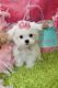 Maltese Puppies for sale in Tecate, CA 91987, USA. price: NA