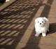 Maltese Puppies for sale in Mound, MN 55364, USA. price: NA