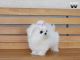 Maltese Puppies for sale in Georgetown, KY 40324, USA. price: NA
