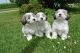 Maltese Puppies for sale in California Ave, Santa Monica, CA 90403, USA. price: NA