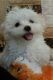 Maltese Puppies for sale in Dallas, GA, USA. price: NA