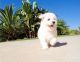 Maltese Puppies for sale in Baltimore, MD, USA. price: $400