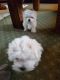 Maltese Puppies for sale in Delaware, OH 43015, USA. price: NA