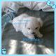 Maltese Puppies for sale in Annapolis, MD 21401, USA. price: NA