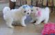 Maltese Puppies for sale in California Ave, Windsor, ON, Canada. price: NA