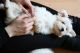 Maltese Puppies for sale in Bradford Woods, PA 15015, USA. price: NA