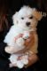 Maltese Puppies for sale in Bradford Woods, PA 15015, USA. price: NA