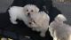 Maltese Puppies for sale in Lake Cormorant, Mississippi 38641, USA. price: NA