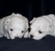 Maltese Puppies for sale in Michigan Avenue, Chicago, IL, USA. price: NA