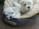 Maltese Puppies for sale in Florence St, Denver, CO, USA. price: NA