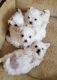 Maltese Puppies for sale in Erie, PA, USA. price: NA