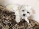 Maltese Puppies for sale in Mt Pleasant St, Racine, WI 53404, USA. price: NA
