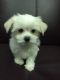 Maltese Puppies for sale in CA-1, Mill Valley, CA 94941, USA. price: NA