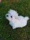 Maltese Puppies for sale in Bronx, NY, USA. price: NA