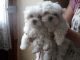 Maltese Puppies for sale in 10001 US-4, Whitehall, NY 12887, USA. price: NA