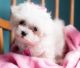 Maltese Puppies for sale in Salem, OR, USA. price: NA