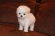 Maltese Puppies for sale in Palm Springs, CA 92262, USA. price: NA