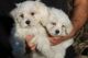 Maltese Puppies for sale in Bloomington, IN, USA. price: NA