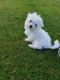 Maltese Puppies for sale in New Castle, PA, USA. price: NA