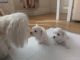 Maltese Puppies for sale in North Versailles, PA 15137, USA. price: NA