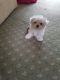 Maltese Puppies for sale in Sanford, NC, USA. price: NA