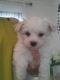 Maltese Puppies for sale in Paris, TX 75461, USA. price: NA