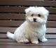 Maltese Puppies for sale in Abbeville, SC 29620, USA. price: NA