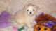 Maltese Puppies for sale in Gastonia, NC, USA. price: NA
