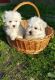 Maltese Puppies for sale in White Hall, AR 71602, USA. price: NA