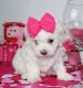 Maltese Puppies for sale in Edmond, OK, USA. price: NA