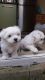 Maltese Puppies for sale in Seattle, WA 98185, USA. price: NA