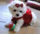 Maltese Puppies for sale in Omar Ave, Carteret, NJ 07008, USA. price: NA