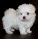 Maltese Puppies for sale in Norwich, CT, USA. price: NA