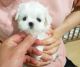 Maltese Puppies for sale in Mechanicsburg, PA, USA. price: NA