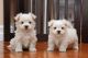 Maltese Puppies for sale in Framingham Cir, Pflugerville, TX 78660, USA. price: NA