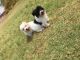 Maltese Puppies for sale in Washington Ave, Nutley, NJ 07110, USA. price: NA