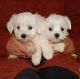 Maltese Puppies for sale in Portland, OR 97201, USA. price: NA