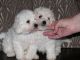 Maltese Puppies for sale in Arlington, VA, USA. price: NA