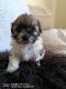 Maltese Puppies for sale in Fredericksburg, TX 78624, USA. price: NA