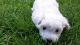 Maltese Puppies for sale in Green Cove Springs, FL 32043, USA. price: $400