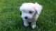 Maltese Puppies for sale in Green Cove Springs, FL 32043, USA. price: NA