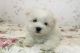 Maltese Puppies for sale in Green Cove Springs, FL 32043, USA. price: $400