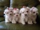 Maltese Puppies for sale in S First Colonial Rd, Virginia Beach, VA 23454, USA. price: NA