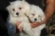 Maltese Puppies for sale in Laredo, TX, USA. price: NA