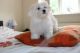 Maltese Puppies for sale in Chattanooga, TN 37401, USA. price: NA