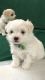 Maltese Puppies for sale in Anderson, IN, USA. price: NA