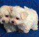 Maltese Puppies for sale in Stone Mountain Fwy, Stone Mountain, GA 30083, USA. price: NA