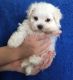 Maltese Puppies for sale in Stone Mountain Fwy, Stone Mountain, GA 30083, USA. price: NA