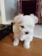 Maltese Puppies for sale in Florence St, Denver, CO, USA. price: $500